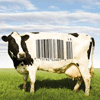 União Europeia rejeita carne e leite de animais clonados
